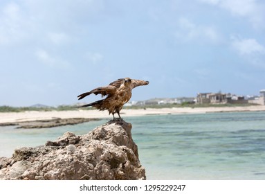 Harrier On The Indian Ocean Coast