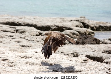 Harrier On The Indian Ocean Coast