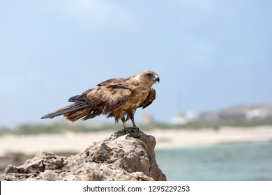 Harrier On The Indian Ocean Coast