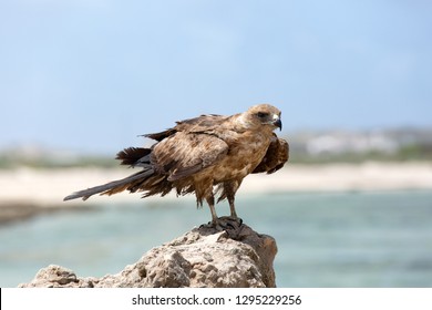 Harrier On The Indian Ocean Coast