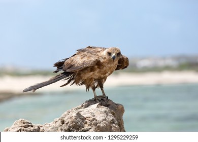 Harrier On The Indian Ocean Coast