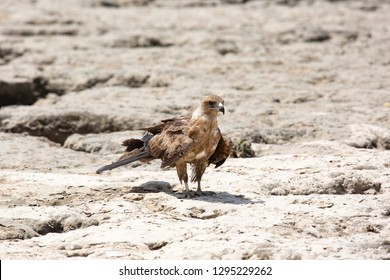 Harrier On The Indian Ocean Coast