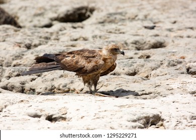 Harrier On The Indian Ocean Coast