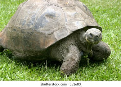 Harriet Galapagos Land Tortoise Brought Australia Stock Photo 551683 ...