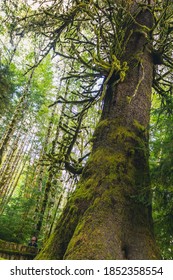 Harris Creek Spruce Has A 4 Meters Wide Trunk. A Very Rare Find These Days