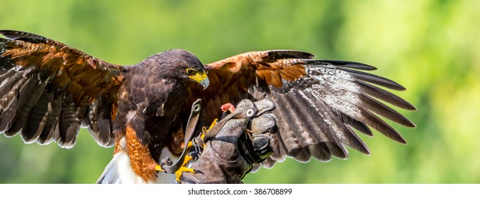 Harris Hawk 