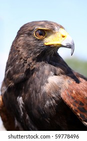 Harris Hawk