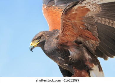 Harris Hawk 