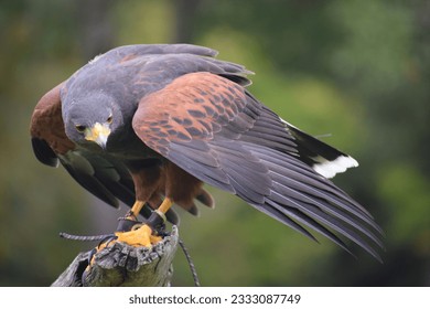 Harris hawk at birds of prey demonstration - Shutterstock ID 2333087749
