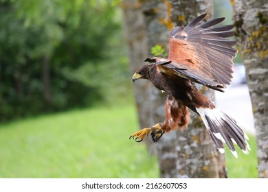 Harris Hawk Also Called Buzzard Is A Rapacious Bird With Big Hooked Yellow Beak And Big Claws