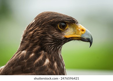 Harris hawk close up with nature background, Harris hawk for background and wallpaper.  - Powered by Shutterstock
