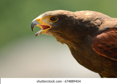 Harris Hawk Images Stock Photos Vectors Shutterstock