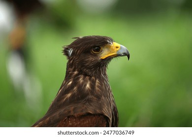 Harris Hawk close up,  Close-up photo of a Raptor Hawk for background. - Powered by Shutterstock
