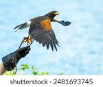 Harris Hawk demonstrating beautiful plumage at a raptor show in Georgia.