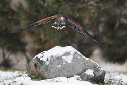 Harris Hawk In Flight Above The Rock