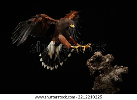 Harris Hawk flying in a black background