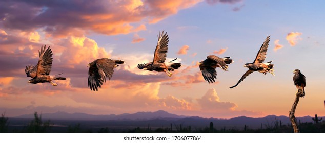 Harris Hawk flying. Isolated hawk against blue sky
