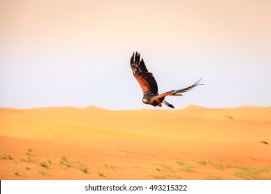 Harris Hawk Flying Over Dunes In Dubai Desert Conservation Reserve, UAE