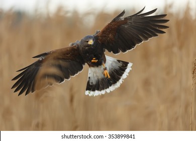 Harris Hawk Landing