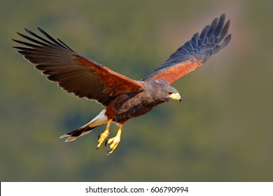 Harris Hawk Images Stock Photos Vectors Shutterstock