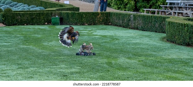 A Harris Hawk (Parabuteo Unicinctus) Swoops Down And Captures A Faux Rabbit Prey