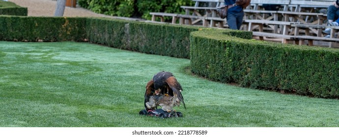 A Harris Hawk (Parabuteo Unicinctus) Swoops Down And Captures A Faux Rabbit Prey