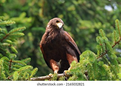 Harris Hawk Is A Rapacious Bird With Big Yellow Beak And Big Black Eye On The Branch Of Tree