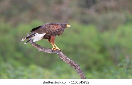 Hawk Landing Images Stock Photos Vectors Shutterstock