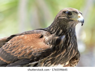 Harris Hawk Waiting To Be Let Loose