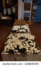 Harrisburg, Pennsylvania - January 7, 2020: Mushroom Display At The Pennsylvania Farm Show.