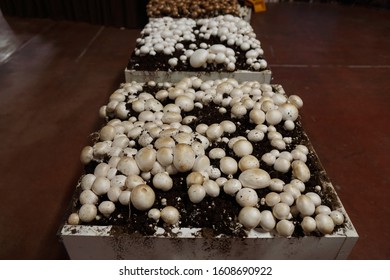 Harrisburg, Pennsylvania - January 7, 2020: Mushroom Display At The Pennsylvania Farm Show.