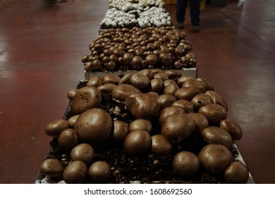 Harrisburg, Pennsylvania - January 7, 2020: Mushroom Display At The Pennsylvania Farm Show.