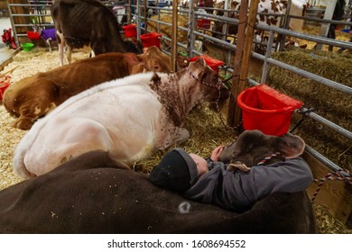 Harrisburg, Pennsylvania - January 7, 2020: Boy Cuddling A Cow At The Pennsylvania Farm Show.