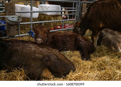 Harrisburg, Pennsylvania - January 7, 2020: Cows At The Pennsylvania Farm Show.