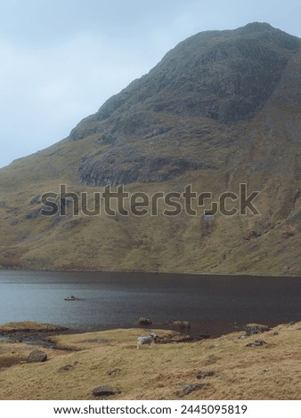 Harrison Stickle, Stickle Tarn and a Herdwick sheep in the Lake District, England