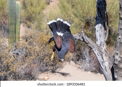 Harris's Hawk Diving Down To The Ground In The Sonoran Desert