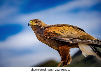 A Harris's Hawk looks for its next meal in the Arizona Desert - Powered by Shutterstock