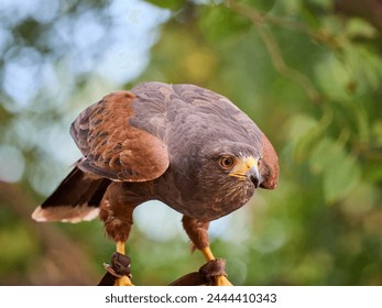 Harris's hawk , Parabuteo unicinctus,  bay-winged hawk, dusky hawk, wolf hawk, bird of prey - Powered by Shutterstock