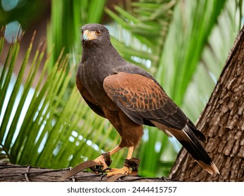 Harris's hawk ,Parabuteo unicinctus,  bay-winged hawk, dusky hawk, wolf hawk, bird of prey - Powered by Shutterstock