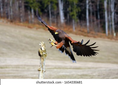 The Harris's Hawk (Parabuteo unicinctus) formerly known as the Bay-Winged Hawk or Dusky Hawk Flying.Hawk lands on a dry branch.