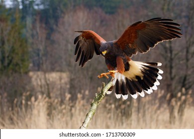 The Harris's Hawk (Parabuteo unicinctus) formerly known as the Bay-Winged Hawk or Dusky Hawk Flying.Hawk lands on a dry branch. - Powered by Shutterstock