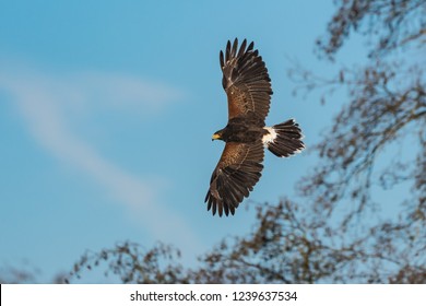 The Harris's hawk (Parabuteo unicinctus) is the only bird of prey that hunts in the group - Powered by Shutterstock