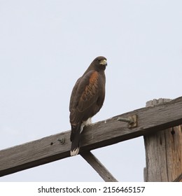 Harris's Hawk (parabuteo Unicinctus) Perched On A Power Pole