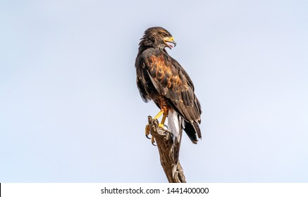 Harris's Hawk Parabuteo unicinctus in Sonoran Desert