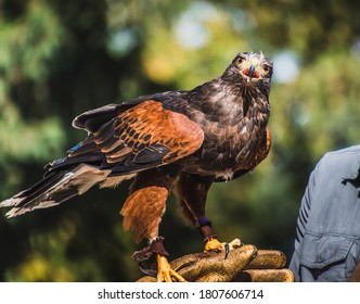 Harris's Hawk At Rest On Falconry Glove