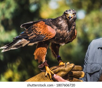 Harris's Hawk At Rest On Falconry Glove