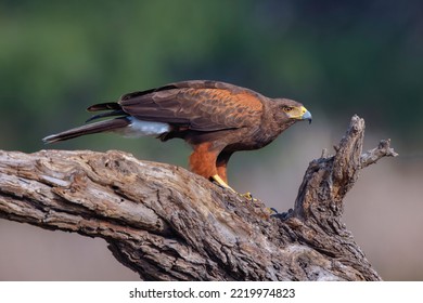 Harris's Hawk, Rio Grande Valley, Texas