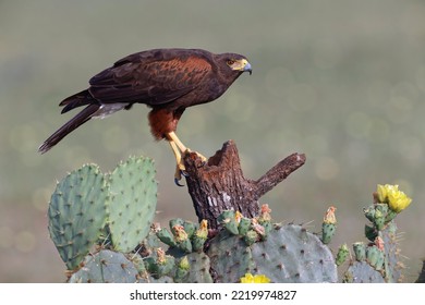 Harris's Hawk, Rio Grande Valley, Texas