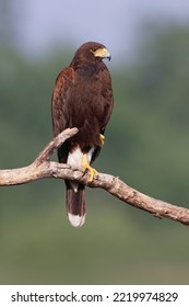 Harris's Hawk, Rio Grande Valley, Texas