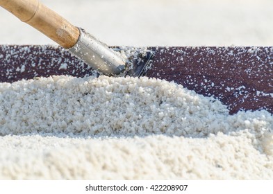 Harrow Drag Sea Salt In Harvest Process At Salt Field In Samut Songkhram Province, Thailand.